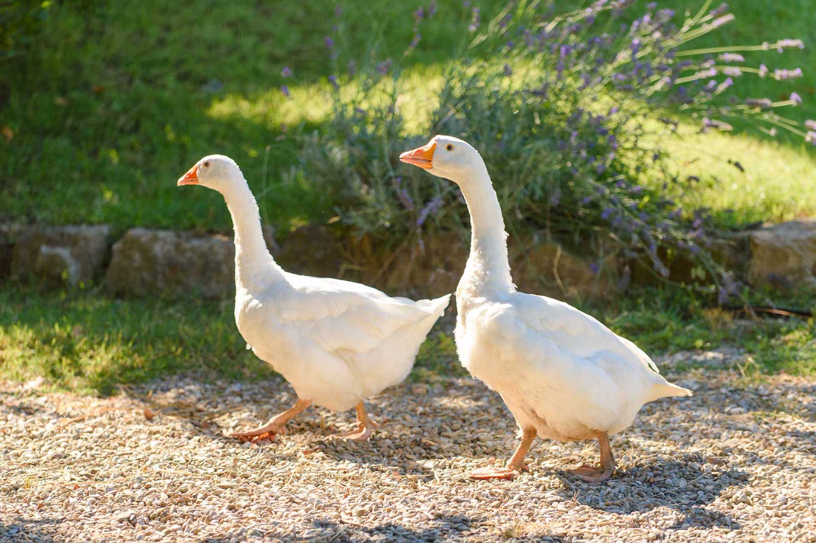 Fattoria Capobianco